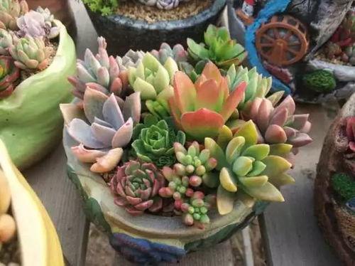 抖音网红多肉小野猫吃瓜,揭秘网红圈幕后故事